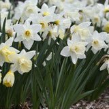 Daffodil Bundle