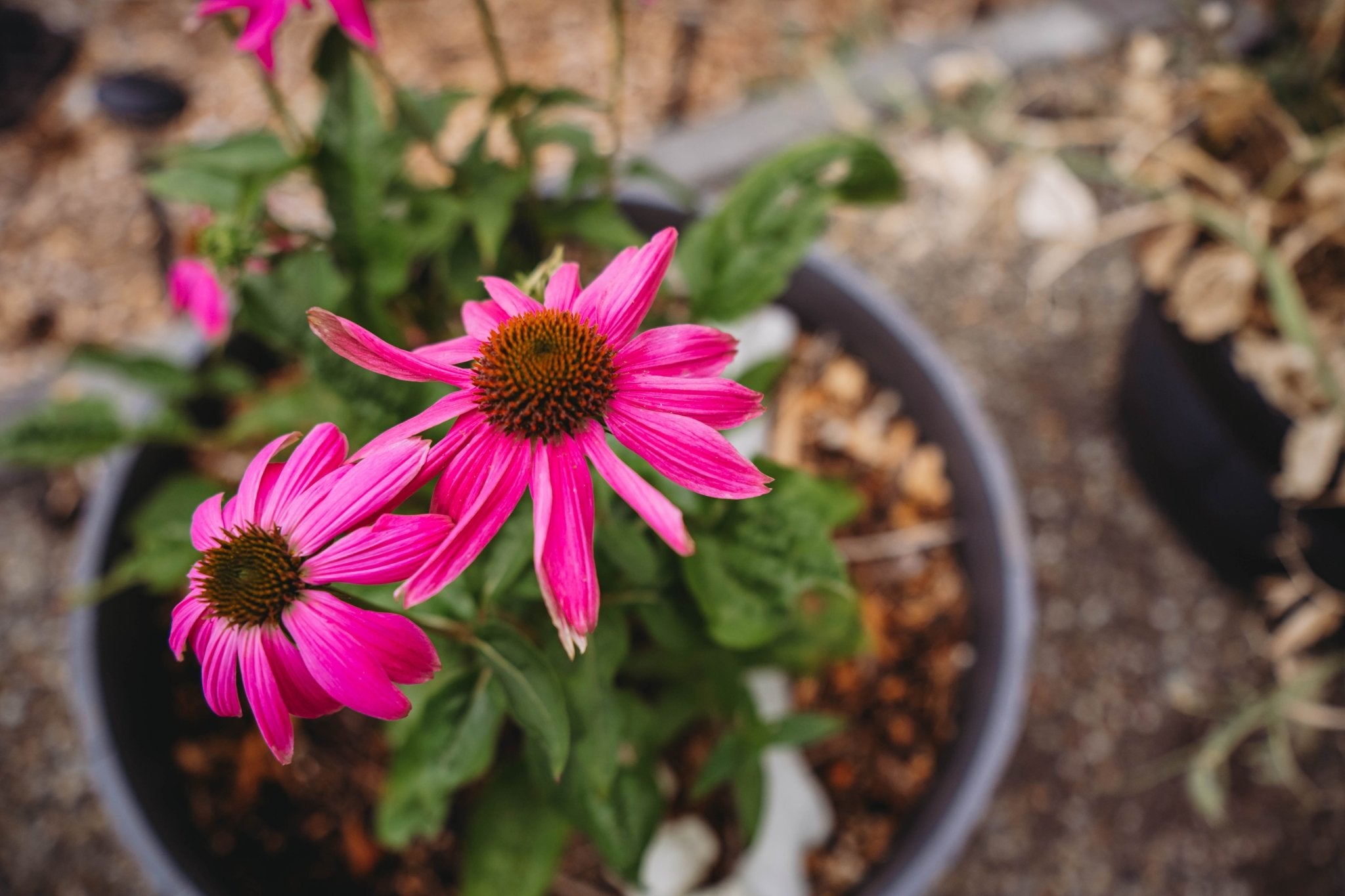 Early Summer CSA Bouquet Subscription