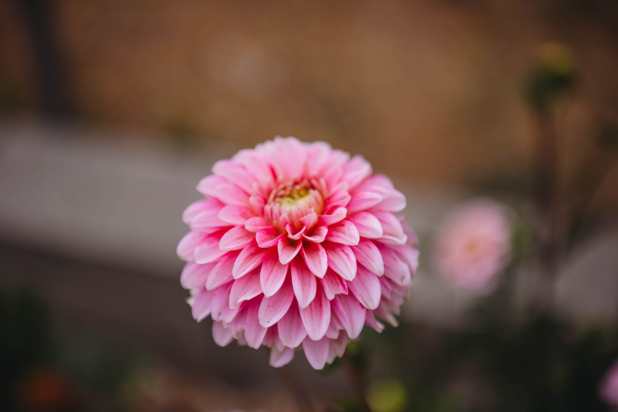 Late Summer CSA Bouquet Subscription