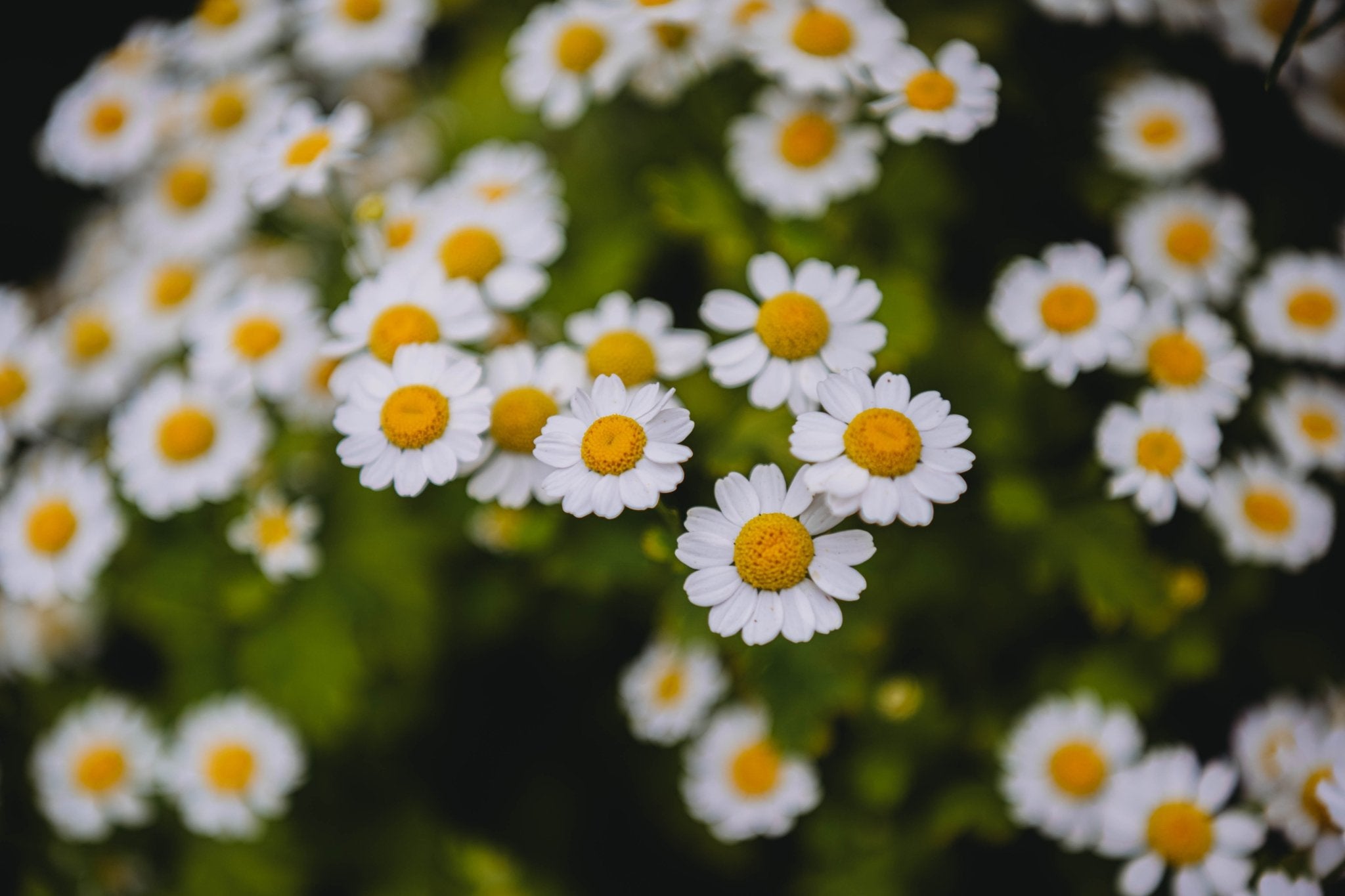 Spring CSA Bouquet Subscription