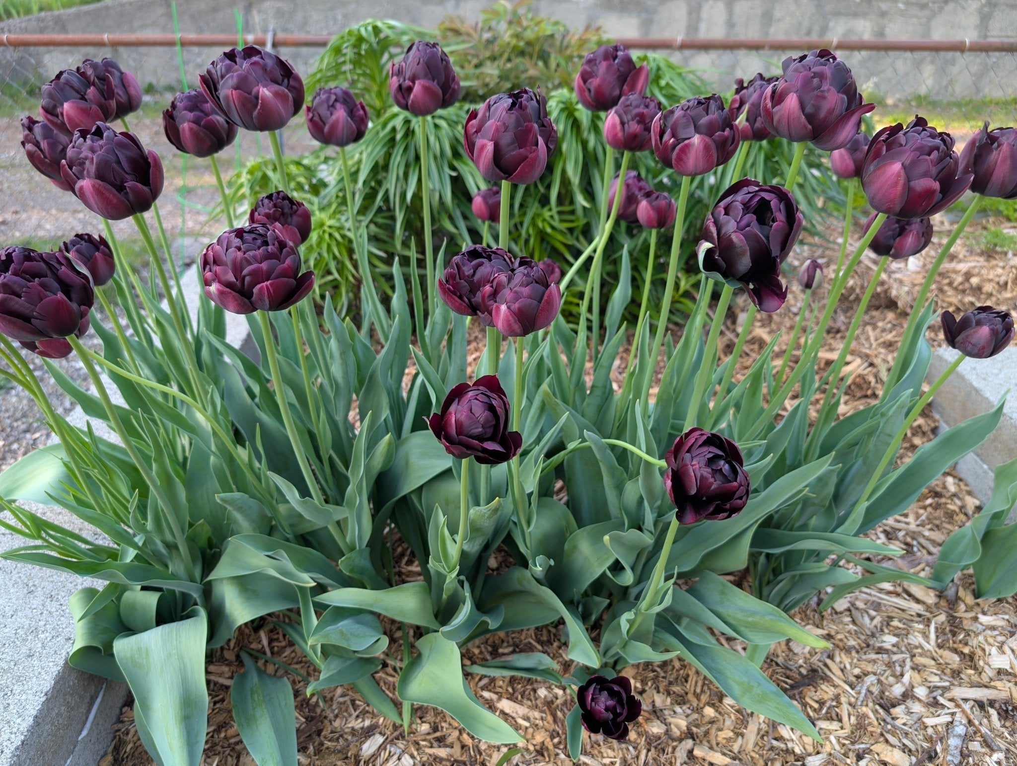Queen of the Night Tulips