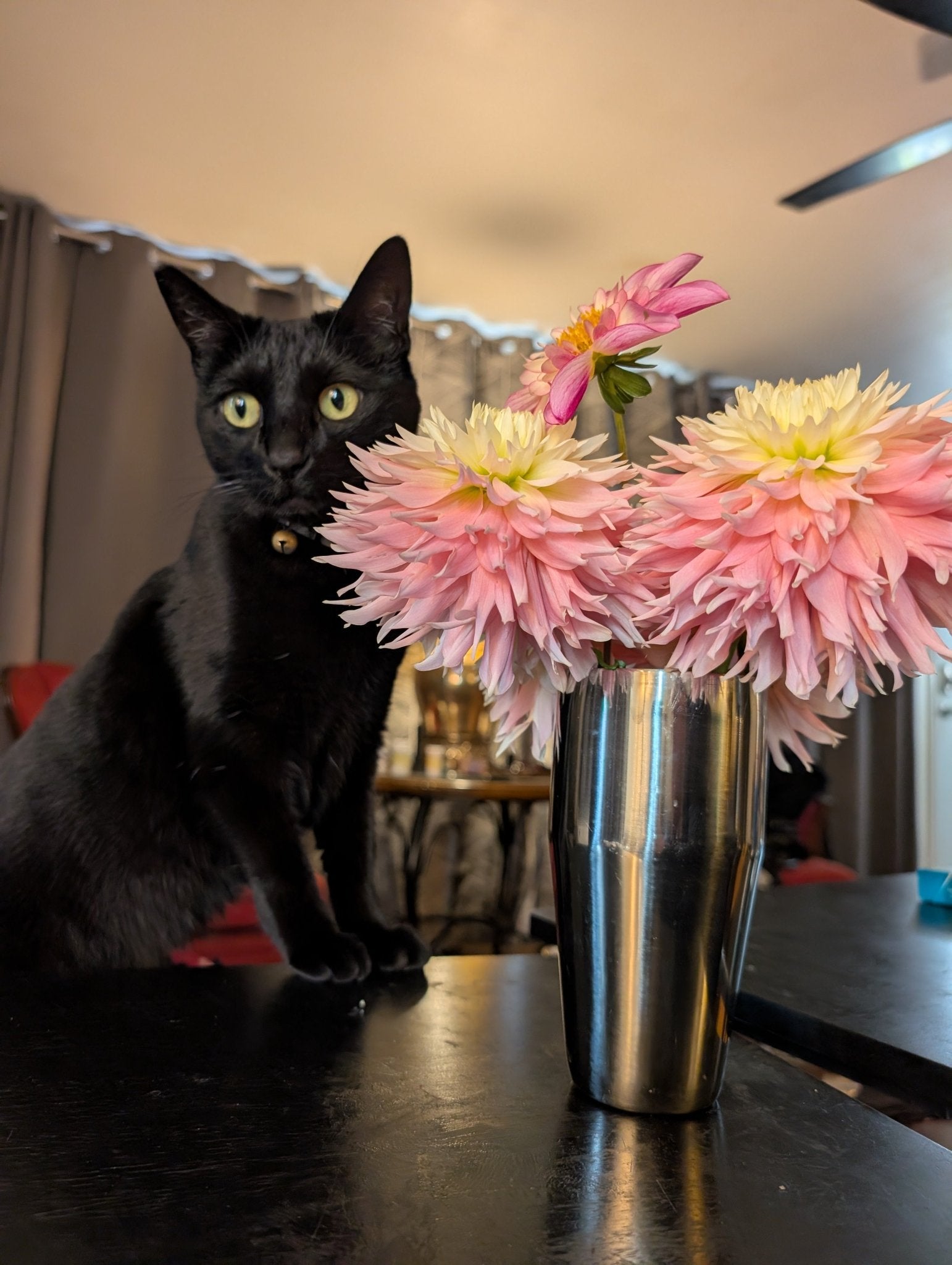 Feline Friendly Early Summer CSA Bouquet Subscription