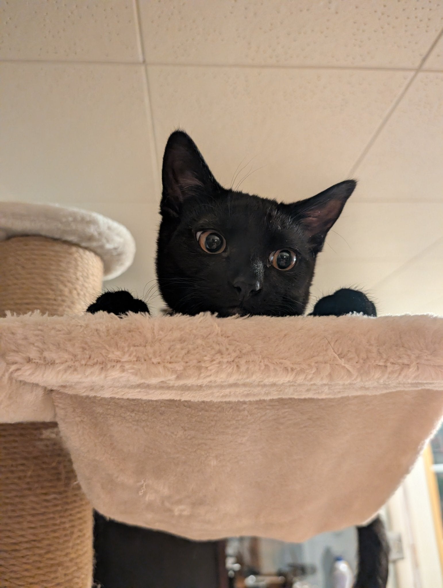 Feline Friendly Late Summer CSA Bouquet Subscription