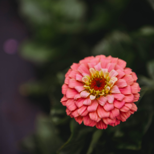 Summer/Fall Bouquet Subscription